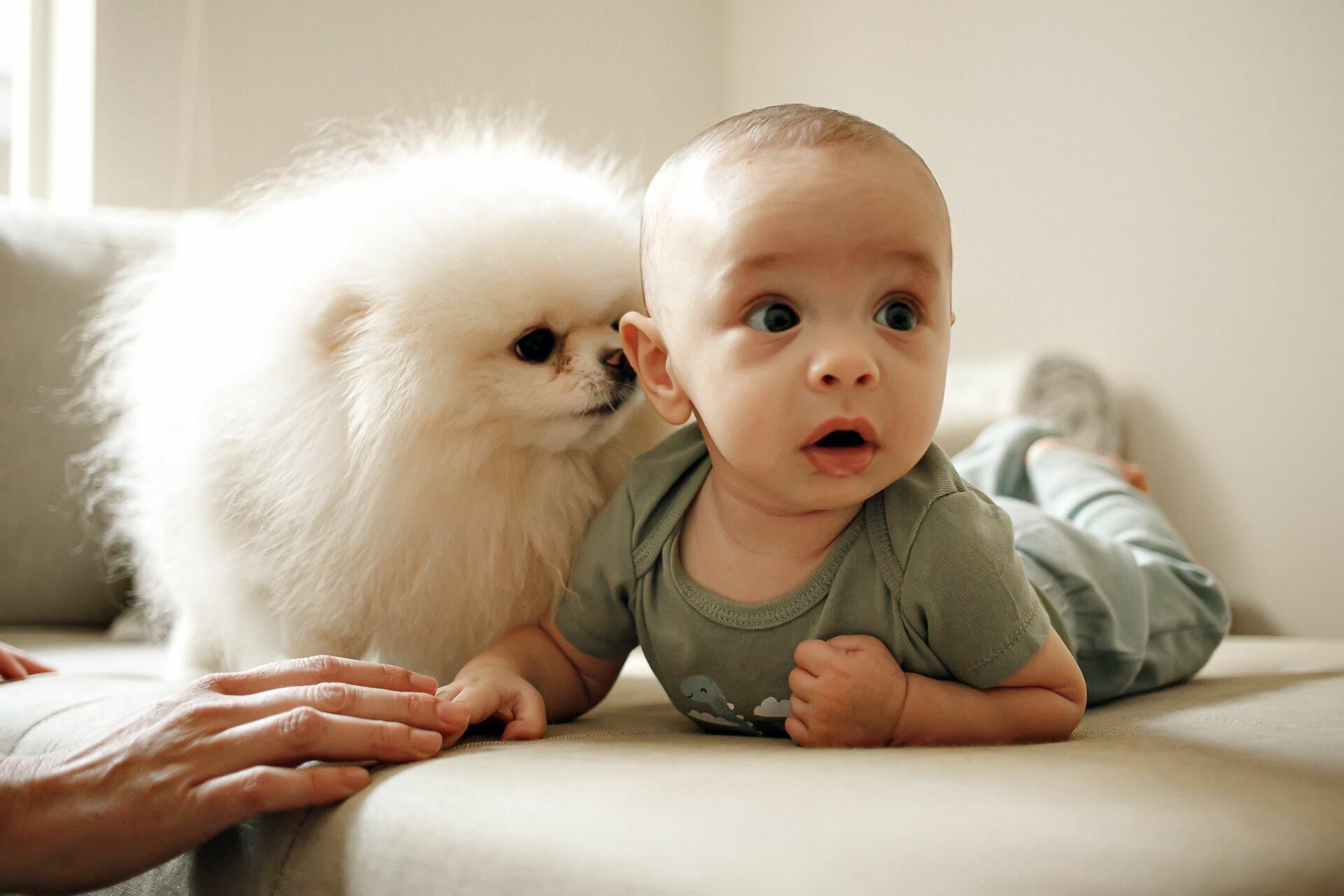 Foto Ensaio de bebê m casa com os pets? Foto Ensaio de bebê m casa com os pets? - Imagem 8