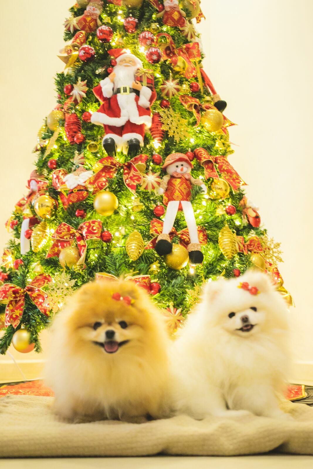 Foto Ensaio Natal Lifestyle - Imagem 14